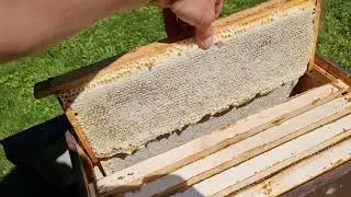 Пчёлы как бешеные, несут и несут. Что делать?