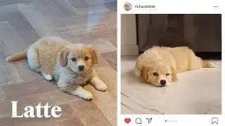 김라떼씨 짤털이 from mom's phone 엄마폰 하드털이