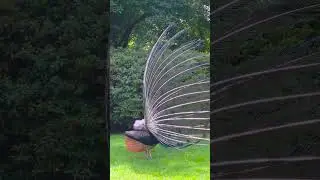 Why do peacocks spread their tail feathers? 