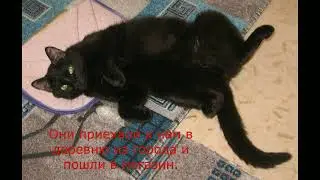 Я, Деревенская Авдотья Дормидонтовна, по происхождению кошка.
