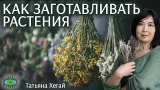 🌿 Как заготавливать растения. Городское травничество. Татьяна Хегай