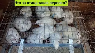 Разведение перепелов.  Плюсы и минусы.