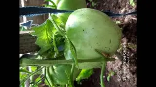 Лето, Огород, Урал