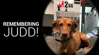 Remembering our shop dog, Judd.