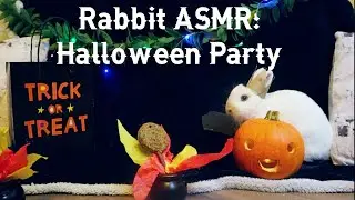 Rabbit ASMR: Bunny Halloween Party