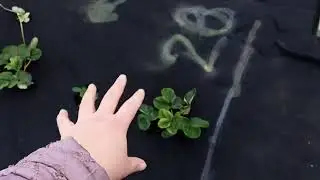 Как подготовить клубнику к зимовке