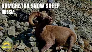 Kamchatka Bighorn Snow Sheep Hunt