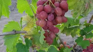 ГФ Винограда МОНА ЛИЗА (Калугин В.М.). 11.08.2024г.