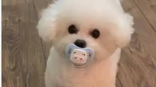 🐶