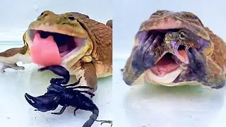 Giant Bullfrog Big Scorpion Tree Lizard! Mr Frog Live Feeding