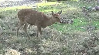 Dushanbe Zoo. Dushanbe, 2014. (HD)