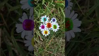 PUMPKIN flower #shorts #halloween #halloween2023