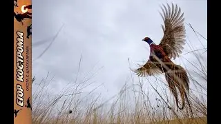 Охота на фазана в сильный ветер. Шаман с сюрпризом и Эльза отличилась. Ноябрь 2023г.