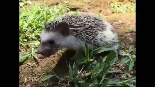 Hedgehog video gone wrong...