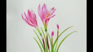 How to draw a Lily Flower easy | Pink Rain Lily Flower Drawing in Colored Pencil