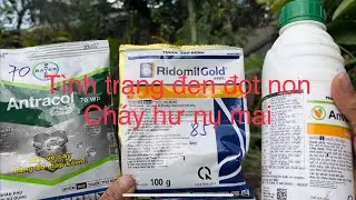 Tình trạng đen đọt non, nụ trên cây mai -chia sẻ cách xử lý