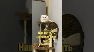 Наш кот чуть не остался без глаза 👀 #питомцы #котики #кот #кошка #cat