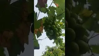 🔴TETAP SEMANGAT‼️ MENANAM ANGGUR 🍇🍇🍇#fruit #fruits #satisfiying #short #shorts