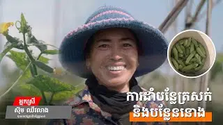 ការដាំបន្លែត្រសក់និងបន្លែននោង​ /DOCUMENTARY FAMRMER IN CAMBODIA