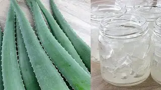 新鮮蘆薈怎麼保存 - 超實用小技巧！學起來日常省下不少功夫！