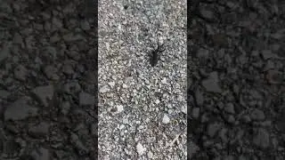 Segnalazione a Falcade: Presenza del Parassita Monochamus Galloprovincialis