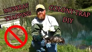 MUSKRAT TRAPPING - Nuisance Trapping and Colony Trap DIY