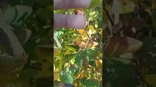 Встреча с аномалией