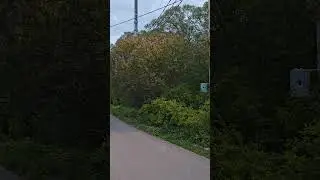 Красиво поют соловьи. наконец то стало тепло