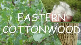 How to identify eastern cottonwood (Populus deltoides) | TREE ID #13