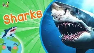 Sharks - Animals for Kids (Educational Video for Kids)