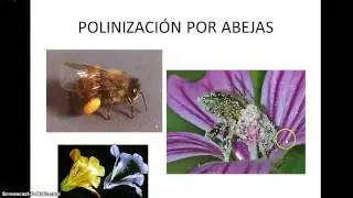 Morfología floral y tipos de polinización