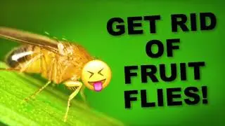 How to Get Rid of Fruit Flies