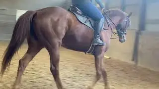 Mondeuse Dressage Lesson 11252023