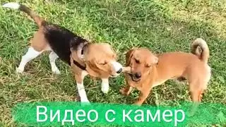 Видео с камер и таксы