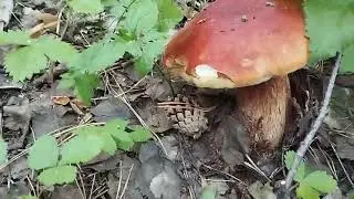 Наконец-то я их нашёл ...