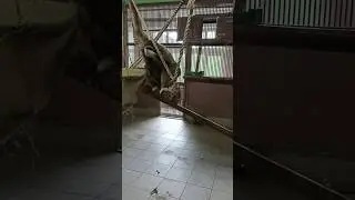 SLIVKI SHOW / СЛИВКИ ШОУ В ЗООПАРКЕ