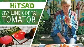 Лучшие сорта томатов и их достоинства 🍅 выбираем семена!