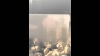 Уход + дрессировка и полный курс ухода  за хомяками