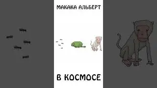 Макака Альберт в космосе 