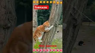 kucing bermain 