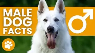 13 Facts About Male Dogs