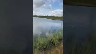 Ищем щуку на озере Хрустальное 31.08.24