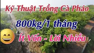 cách trồng cà pháo ra nhiều quả - năng xuất 800kg/ tháng - mừng gò công