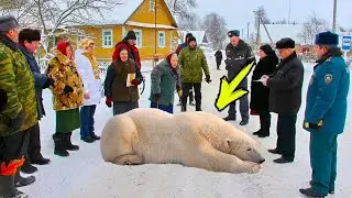 A polar bear entered the village and begged for help. People didn't understand what to do!