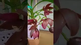 Cycnoches Warsewiczii. Иногда бывает и такое)))