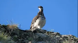 I galliformi alpini