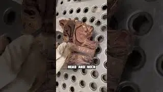 PHARYNX SUBDIVISION & EUSTACHIAN TUBE RELATIONS #19 || #shorts #mbbs #viral #neet #short #shortfeed