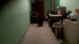 Лабрадор Бадик врезался в коляску потомучто он не схватил мяч
