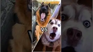Wait for end🤣 German Shepherd vs Huskies🤣🐕#shorts #dog #doglover #dogs #husky #huskydog
