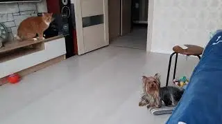 НИТА ИГРАЕТ🐕, а БАРСИК УБЕГАЕТ🐈!🤭 /NITA IS PLAYING🐕, and BARSIK RUNS 🐈!🤭